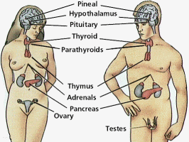 Natick Chiropractor | Natick chiropractic Hormonal / Endocrine | MA |