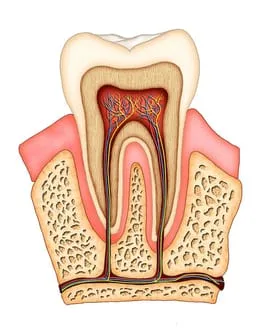 illustration of interior of tooth showing pulp, nerves, and root canals Columbia, MO family dentist