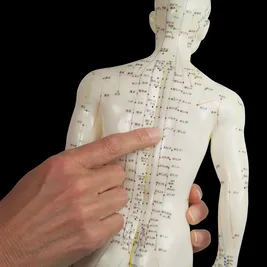 Acupuncture model