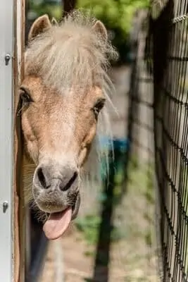 horse sticking it's tongue out