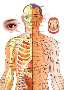 Front Acupuncture torso