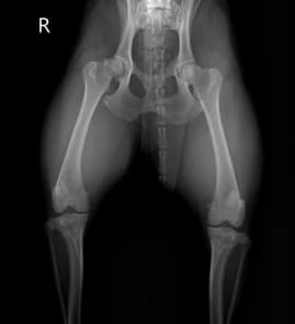 Radiograph of canine pelvis