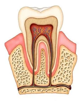 Root Canal Treatment Guelph ON