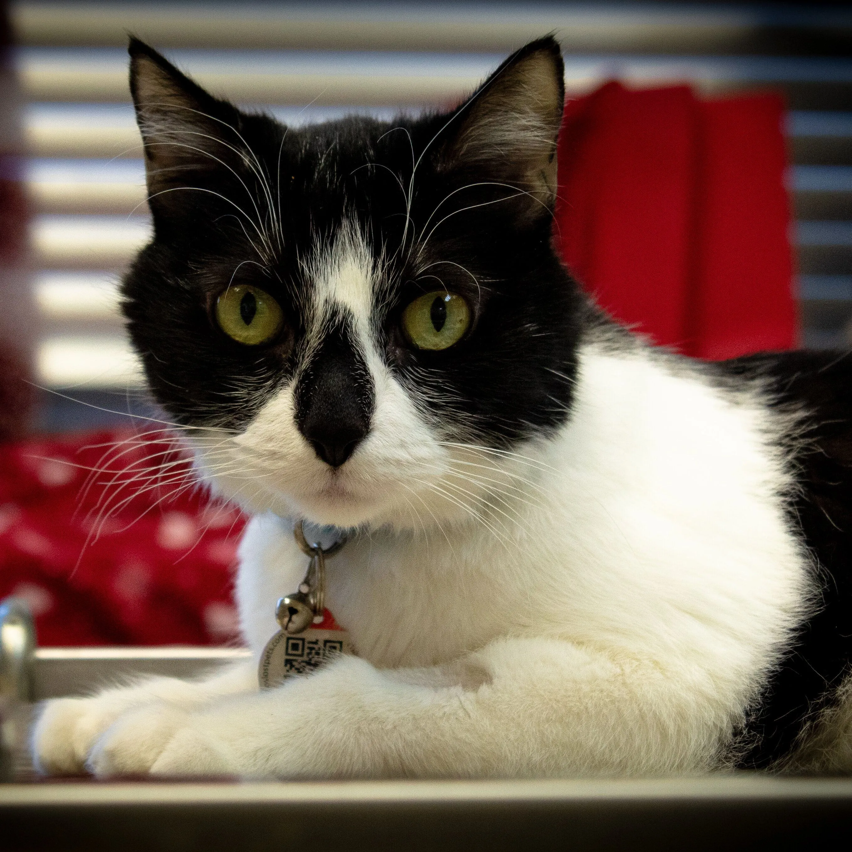 Goodwill Ambassador Missy