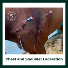 Chest and Shoulder Laceration in Horse