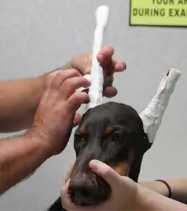 Doberman ear cropping store aftercare