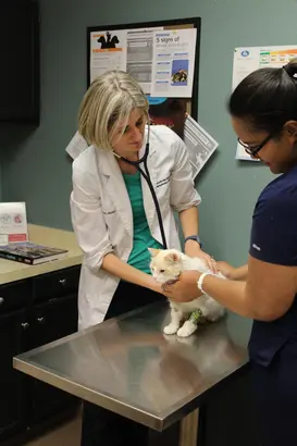 Veterinarian sales on broadway