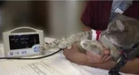 A cat, having their blood pressure checked
