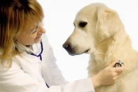 pet therapy laser