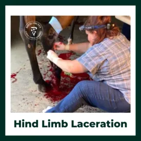 Hind Limb Laceration with blood transfusion