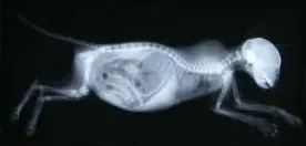 an X-ray of a cat