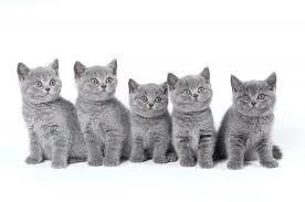 kitten_group.jpg