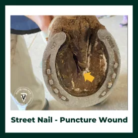 Street Nail puncture wound in horse