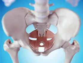 Pelvic Floor