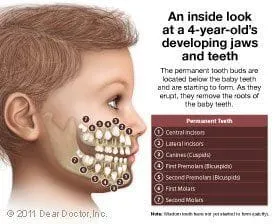 diagram of child's jaw with teeth developing pediatric dentistry Niceville, FL