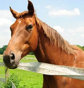 Horse with harness by fence