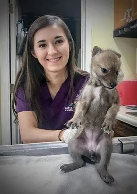 vet tech and coyote