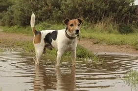 Image result for leptospirosis