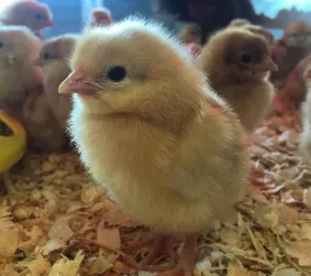 chick