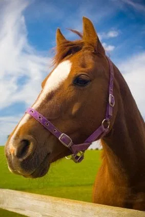 Horse with harness by fence