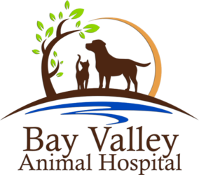 bay dog and cat hospital