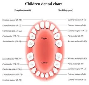 Pediatric Dentist - Tooth Eruption Chart