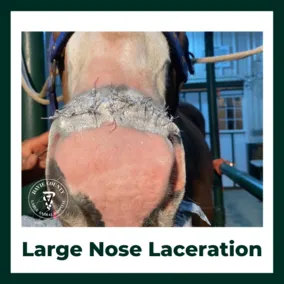 Large nose laceration in horse