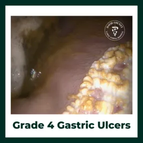 Grade4GastricUlcersinhorses