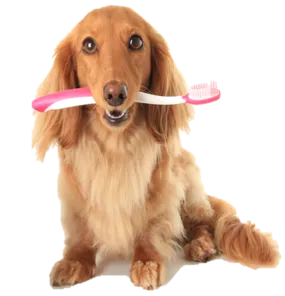 dog with toothbrush