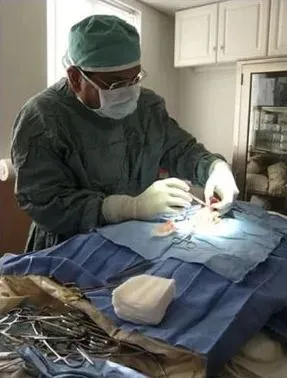 A veterinary surgery being performed