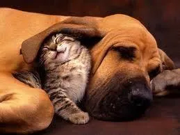 bloodhound_and_kitten.jpg