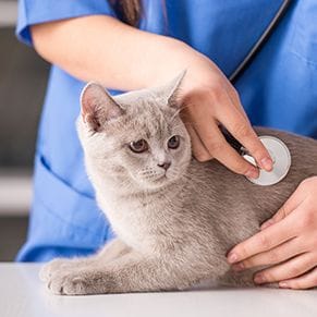 gray cat getting a physical examination