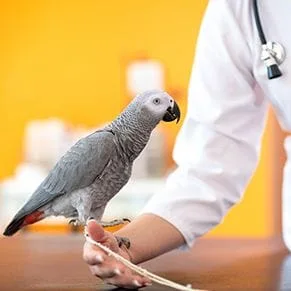 parrot being examined