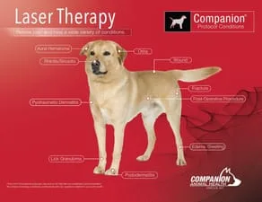 Canine Laser Therapy
