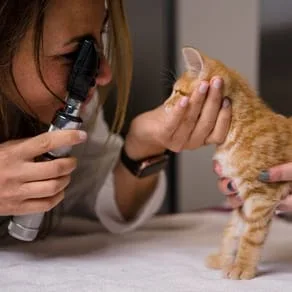 Kitten getting an eye exam
