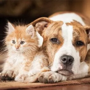 Kitten and Dog