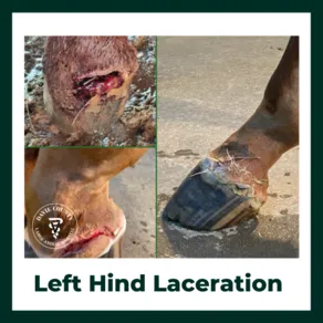 Left.Hind.Laceration.Horse.Emergency.DavieCounty