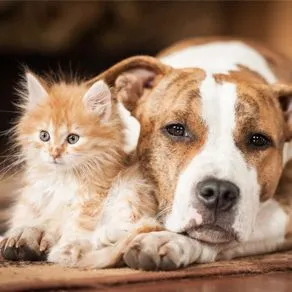 Orange and Brown Dog and Kitten