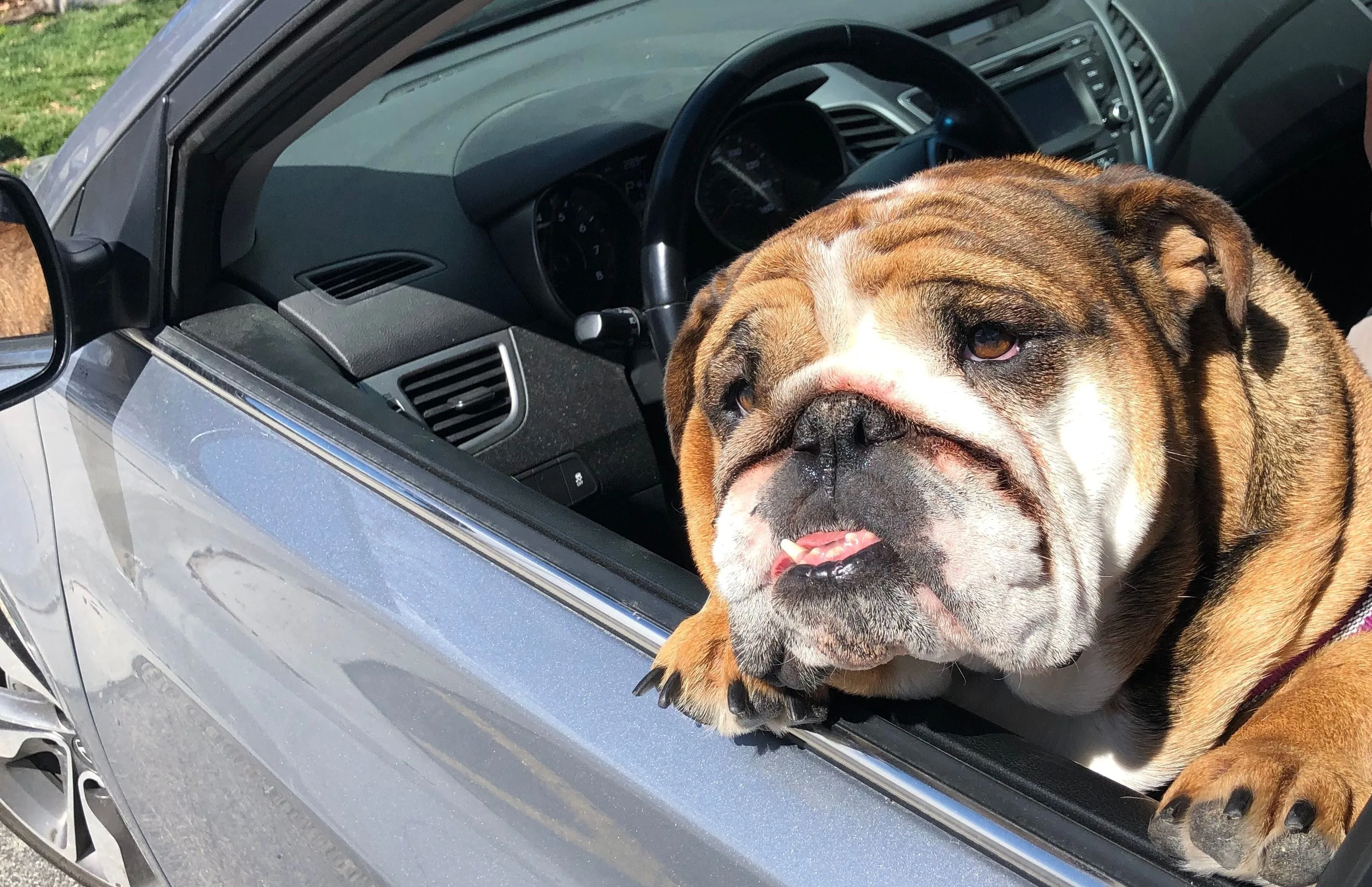 bulldog in car