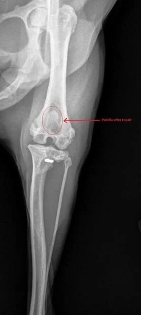 Medial luxating patella corrected