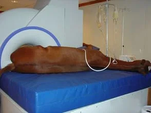 Horse MRI