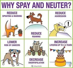 Spay Neauter