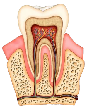 colored illustration of interior of molar tooth showing roots, tissue, nerves and root canal Bradenton, FL dentist