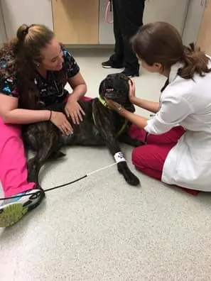 dog with blood pressure cuff on his leg