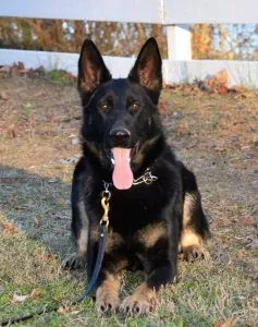 Sequoyah German Sheperds - German Shepherd breeder in Soddy Daisy, TN