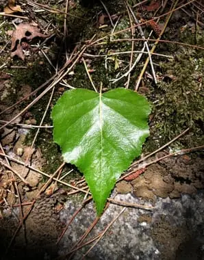 hear leaf