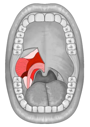 pterygoid muscles treatment for the jaw TMJ chiropractor