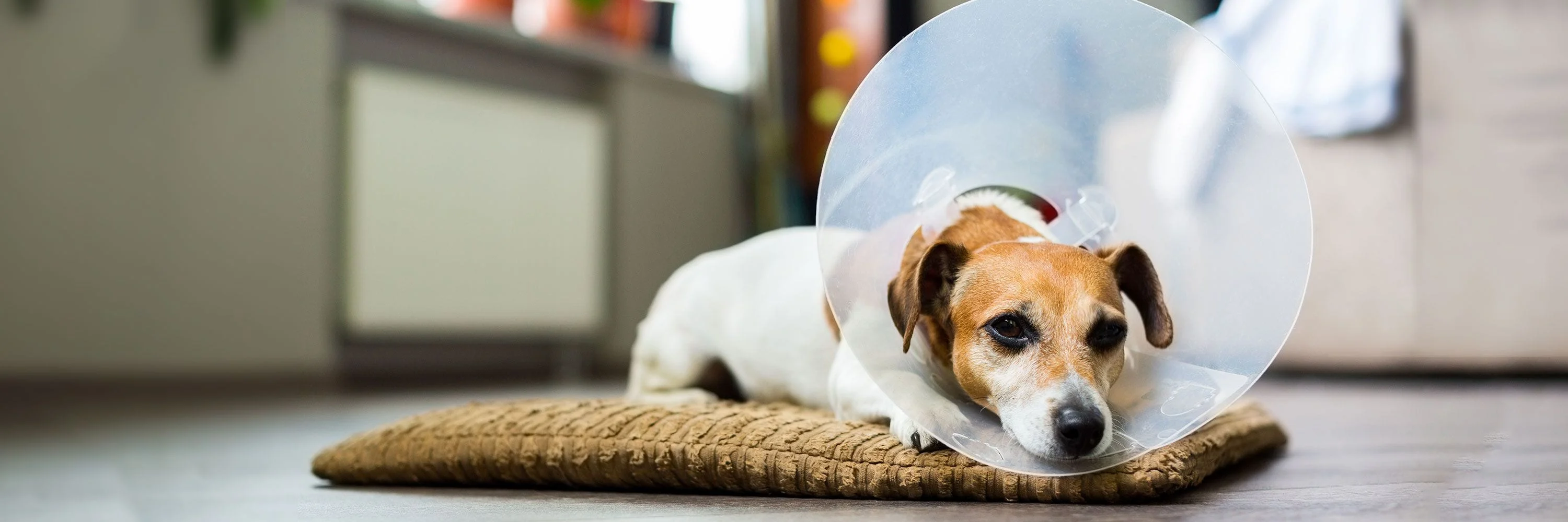 Tips on Caring for Your Pet after Surgery