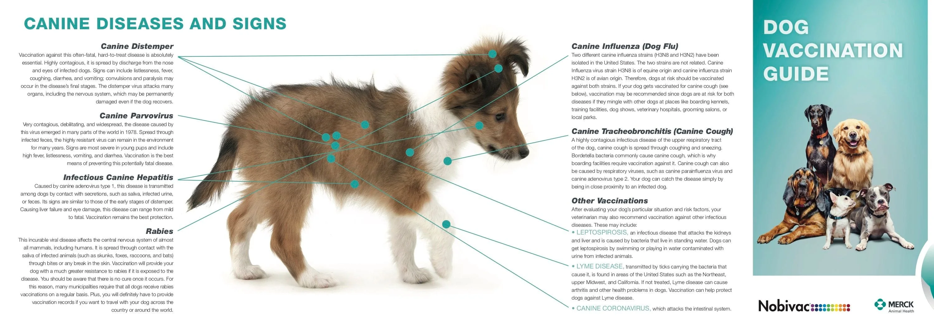 Canine Vaccine Guide