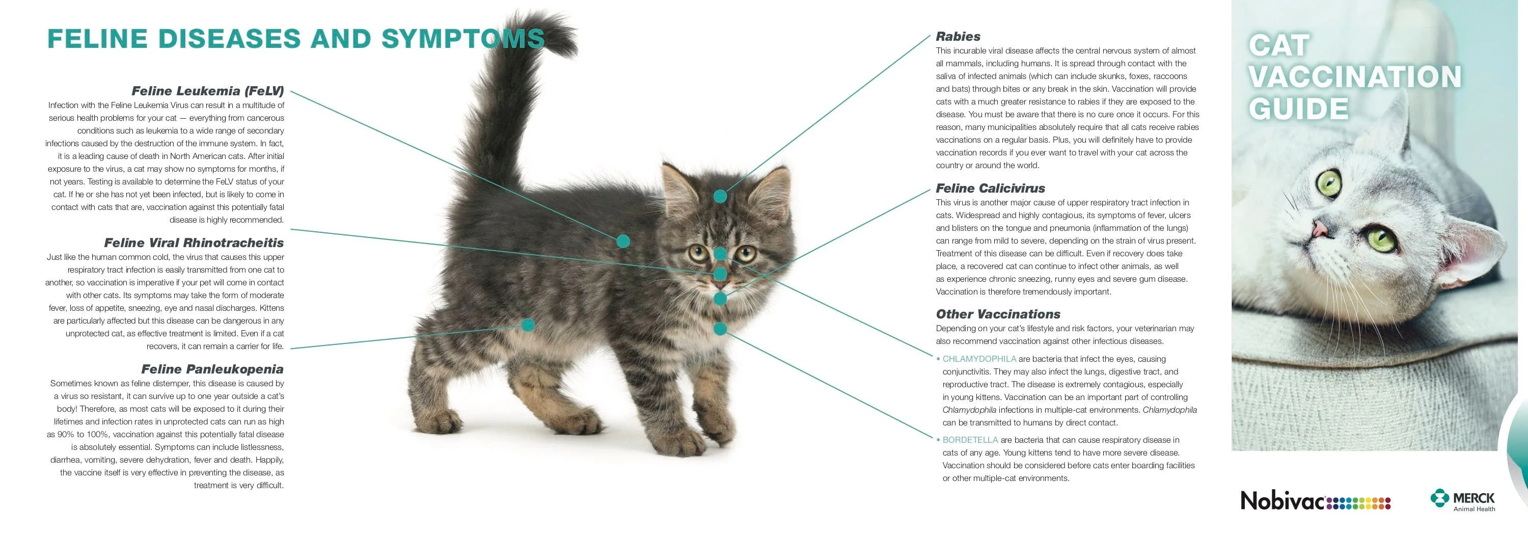 Feline Vaccine Guide